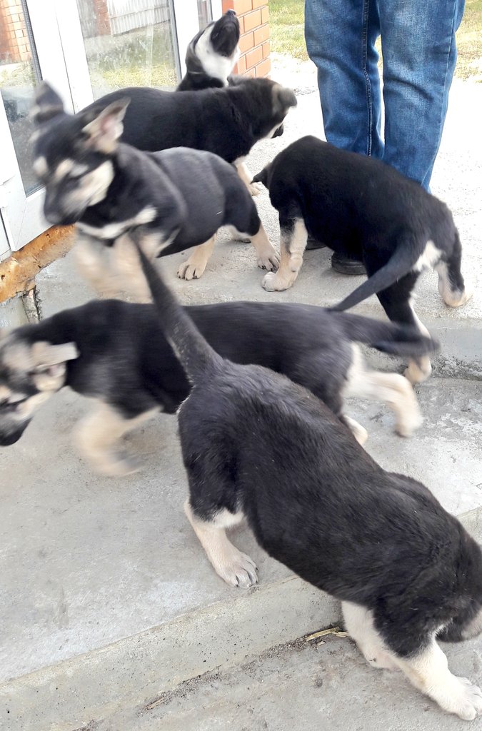 Урал, вдруг кому собаков надо? ВосточноЕвропейская овчарка. Оч породистые. С доками. 2 мес. За копеечку или бесплатно.