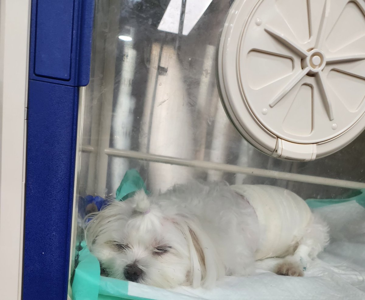 췌장암수술후 회복중...
오늘은 쓰다듬지도 못하고 왔지만 내일은 꼭 쓰담쓰담해줘야지.