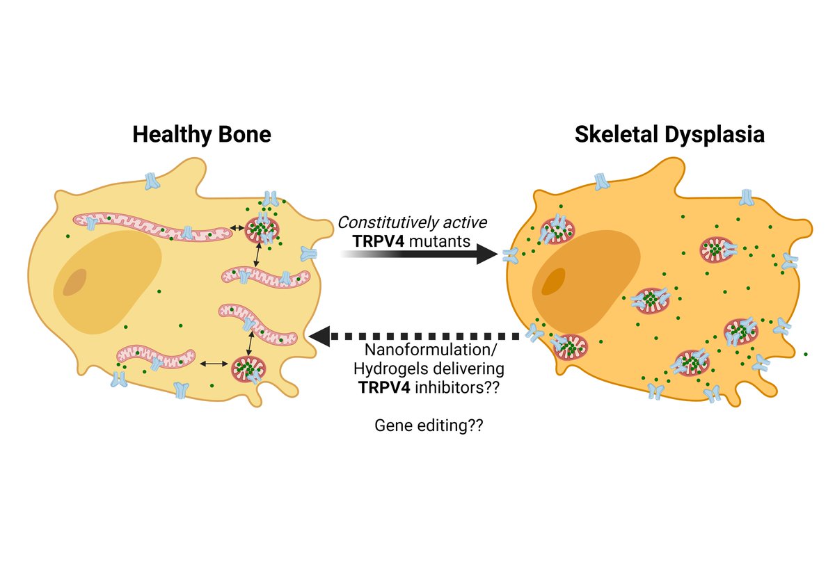 Constitutively active Thermosensitive #TRPV4 channels in #Osteoblasts lead to #SkeletalDysplasia.  Mitochondrial TRPV4 activation leads to calcium overload, increase in mitochondrial temperature, fragmentation and disruption in ATP production. Full text: authors.elsevier.com/c/1fzQ-_ZfLmjK…