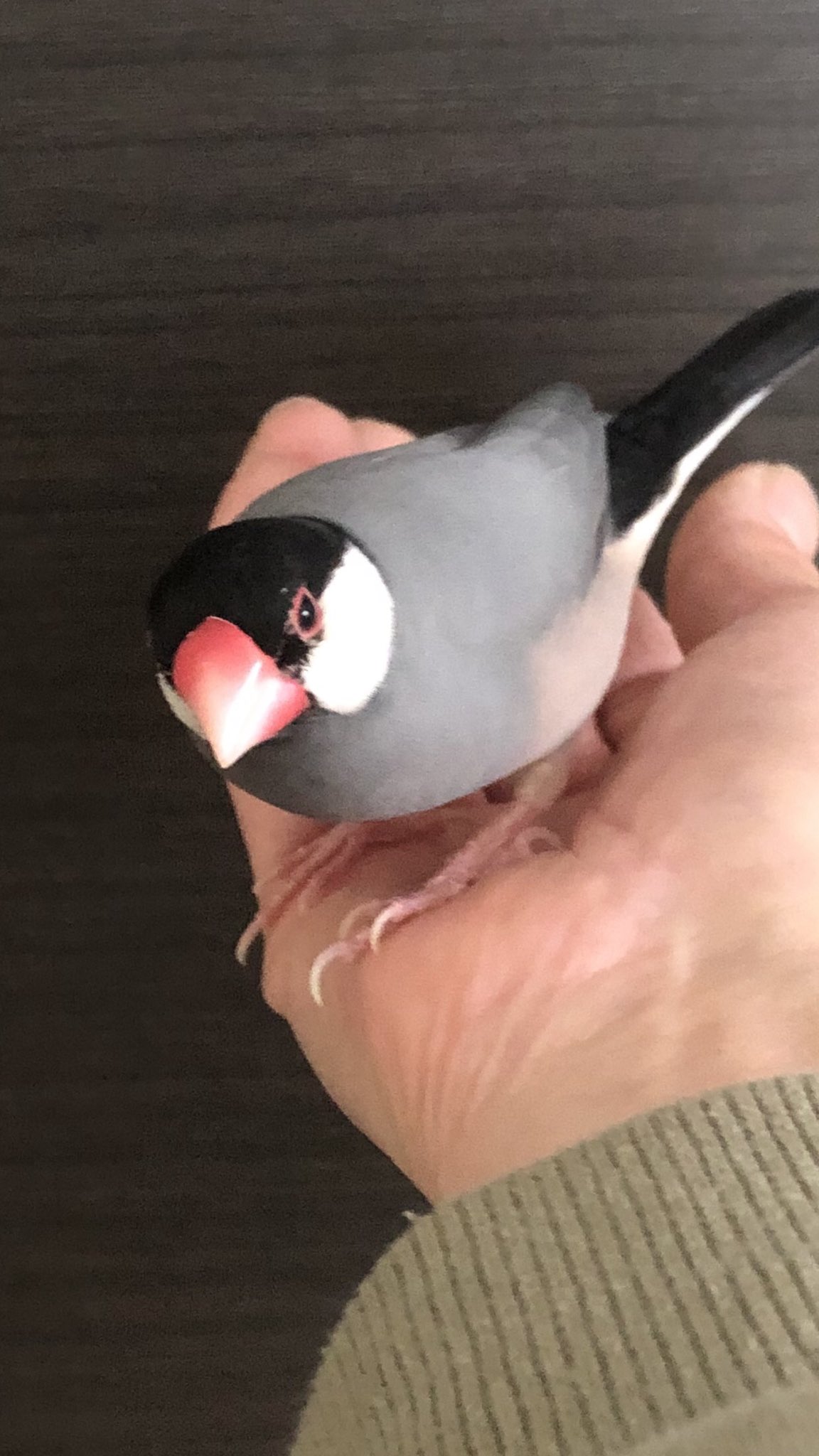 文鳥可愛い Twitter Search Twitter