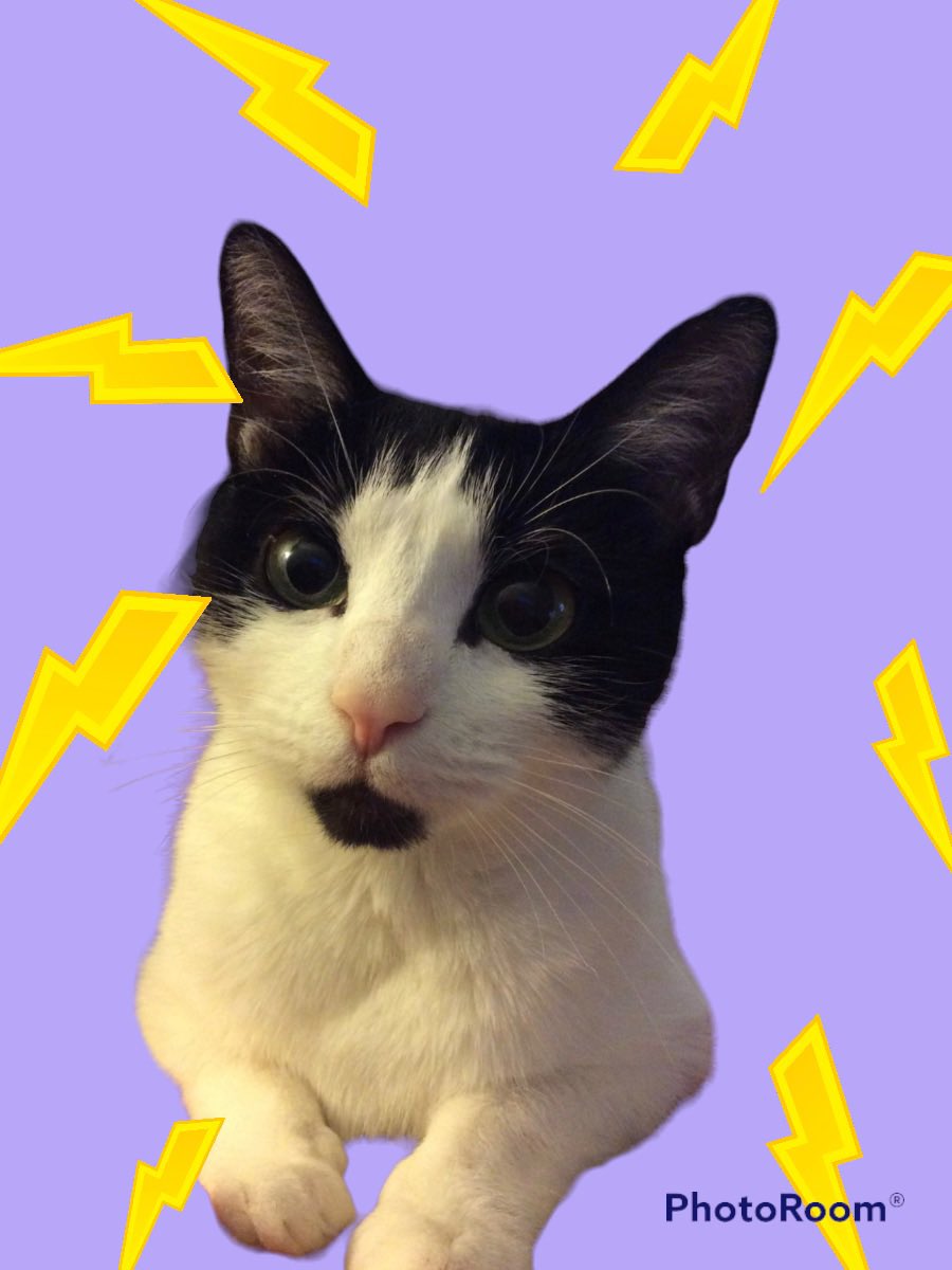 ShadowThunder22's tweet photo. My older sister, Luna. She passed away before me, June 15, 2020. My mommy and daddy say they miss her. I’m not jealous. I know we have our own personality. My sister was a good sister. She left me all her toys. #CatsOfTwitter #CatsOnTwitter https://t.co/87mCqxtjI4