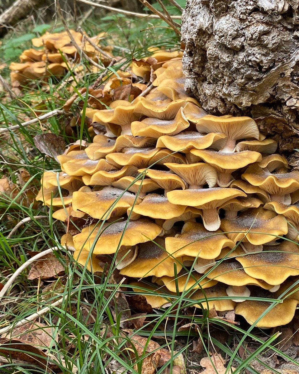 Wal_Jvd's tweet photo. Gisteren naast burlende herten ook een groot aantal paddestoelen gespot. #herfst #paddenstoelen #duingebied #natuur https://t.co/opFpWEU31z