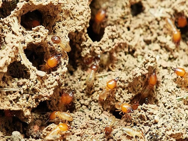 AhmadMasood_12's tweet image. These termites have infested doors, floors, and windows, and people are miserable in the affected areas.
#termiteattack