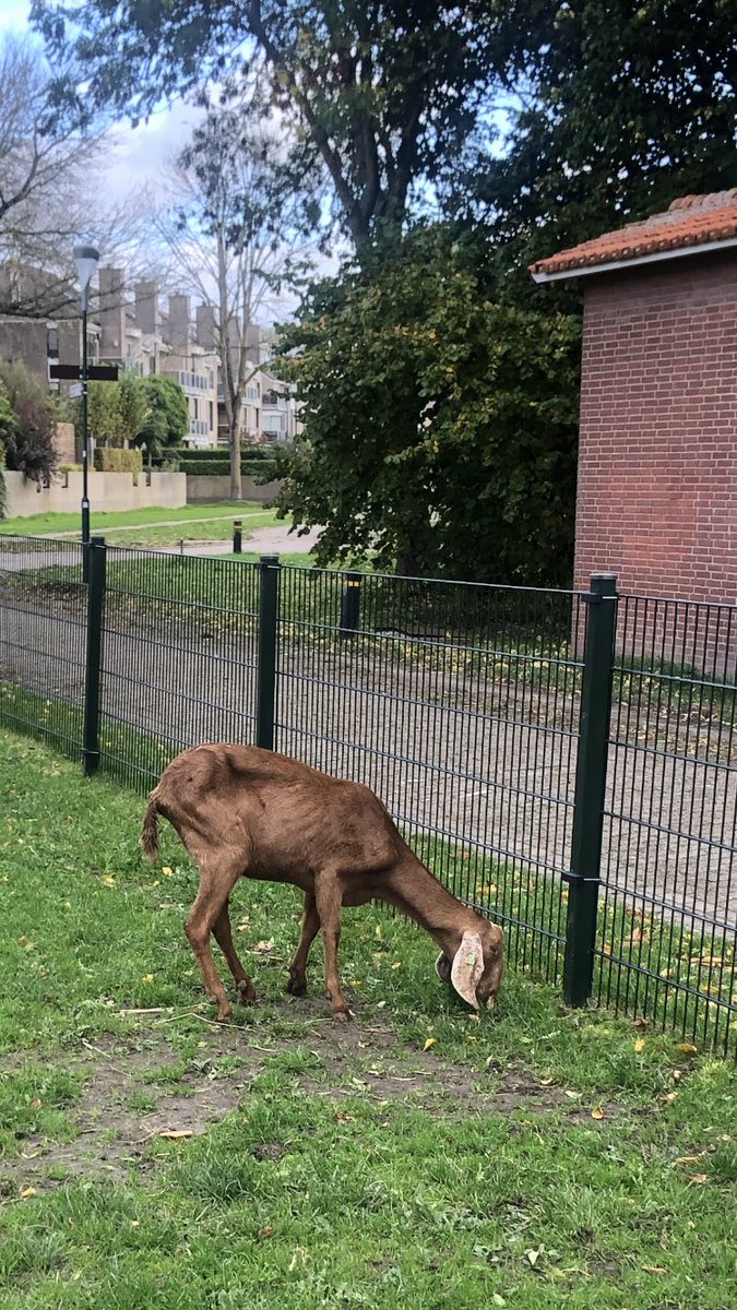Controle op een kinderboerderijtje. Voor deze Nubische geit moet een dierenarts geconsulteerd worden inzake voedingsconditie. Dier zichtbaar aan diarree, staart en achterhand dunne ontlasting.