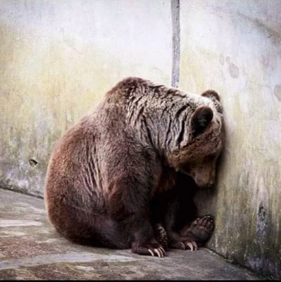 TheFraternities's tweet photo. Encerrados en jaulas. Hacinados o abandonados en la más cruda soledad.
Usados como un escaparate rentable.

Sufriendo de ansiedad y estrés, debido a la privación de libertad  permanente.
Así, mal viven, los animales en los zoológicos.
#AnimalesEnLibertad
#FraternidadAnimalista
LR https://t.co/Iu2ujZaYSg