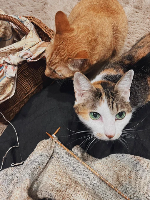 猫と編み物 