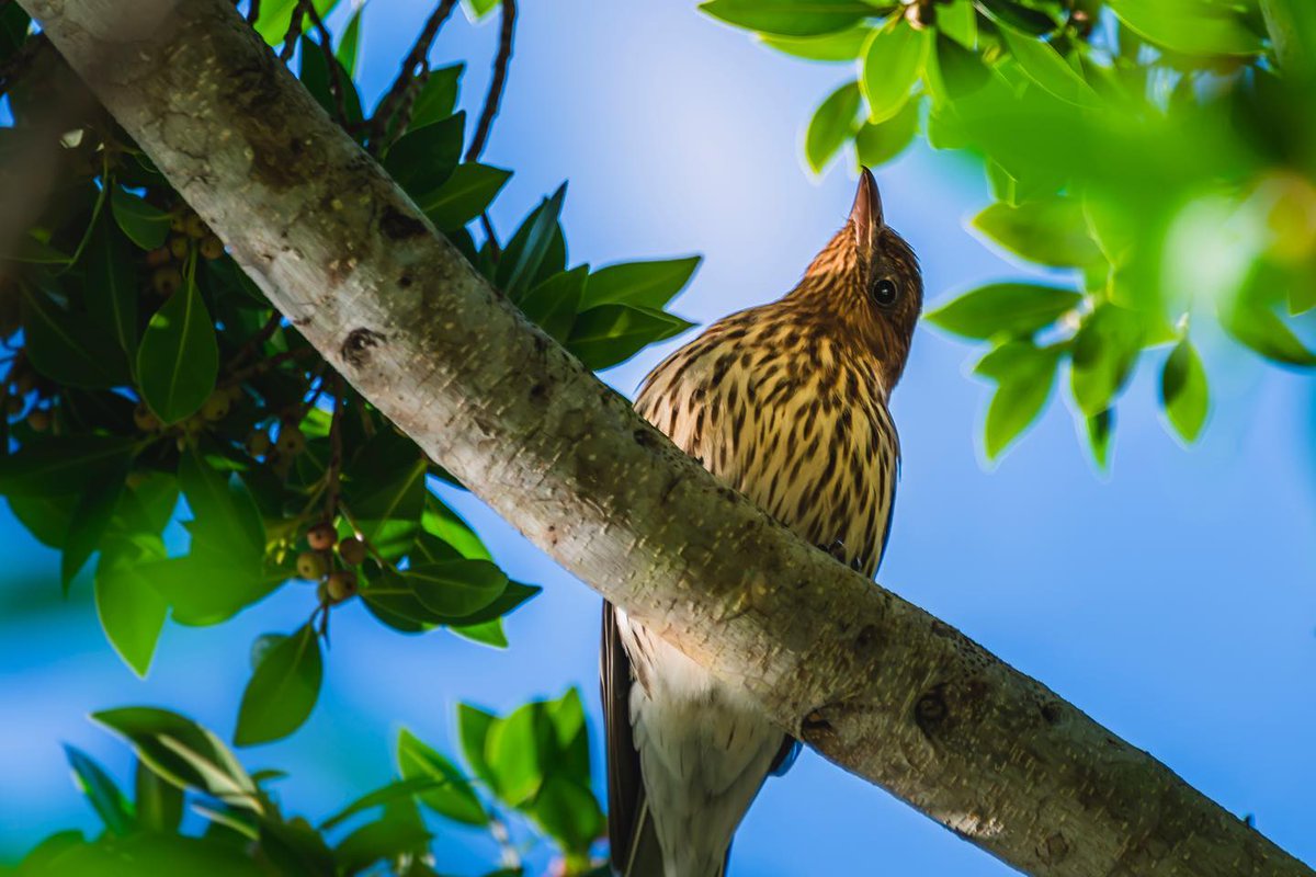 sams_EYE1Photo's tweet photo. Peek-A-Boo #wildlifephotography #birdsofaustralia #peekaboo #naturelovers #nikonaustralia #the_gallery_of_magic #nikon_nature #birdsonearth #branchlife #iseeyou #birdsplanet #birds_of_instagram https://t.co/aZHBNMkAO4