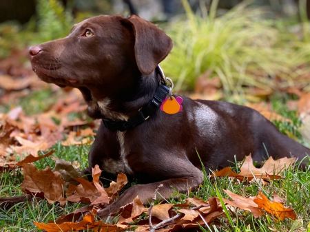 adopt_a_dog_bot's tweet photo. Cassie is a pretty mutt, who can be found near Pittstown, NJ! Cassie is a Chocolate Labrador Retriever mix, who enjoys second breakfast. #ChocolateLabradorRetriever #mixedbreed #mutt #dogsoftwitter #rescue #adopt #dog #Pittstown #NewJersey #NJ https://t.co/t86i0qWmAe https://t.co/1g7GEiMQTD
