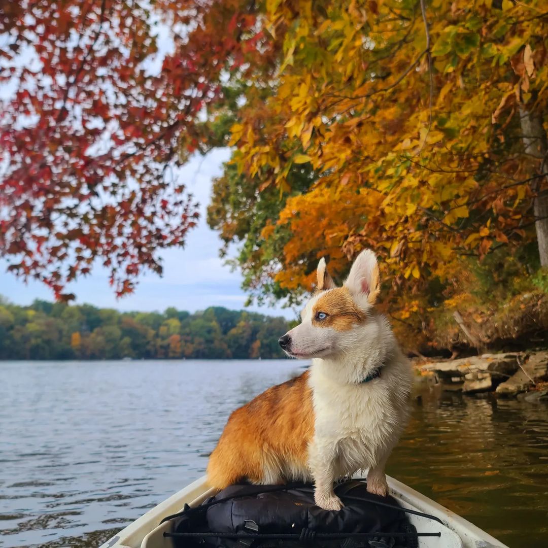 tnRiverLine's tweet photo. Happy Fall, Y'all! Our fall photo contest is in full swing! ๐๐ธ๐
Here are just a few of our favorites tagged w/ #652fall so far. Keep posting your best to FB and IG as fall color peaks now through Nov 14. to win some TN RiverLine swag! #fallcolors
@UTKnoxville | @TVAnews https://t.co/iOvGdF2Hs0