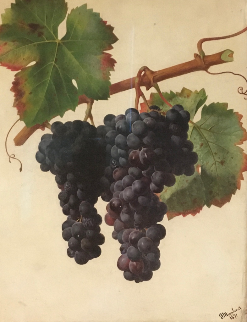 Carinyena by Josep Mirabent - another of the exquisite 19th century paintings of local grape varieties in the #Vinseum, #VilafrancadelPenedes.

#Laltrevi #catalanwine #drinkmorecatalanwine #naturalwines  #lowintervention #wildwine #yes #wineforall #veganwine #IndieOxford