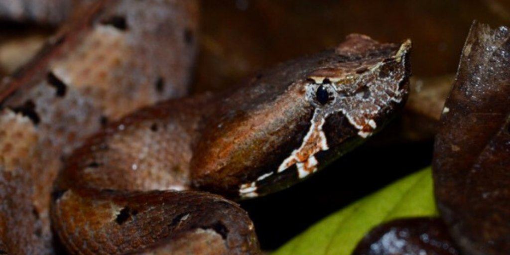 exploreindigo's tweet photo. Hog-nosed pitvipers get their name from the scale on the tip of their snouts. The rainforest hog-nosed pitviper is found in the rainforests of the Merendon Mountains. Species: Porthidium nasutum. Location: Sierra de Caral, Merend... #wildlife #indigoexpeditions #connectwithnature https://t.co/kpPxI9KvoG