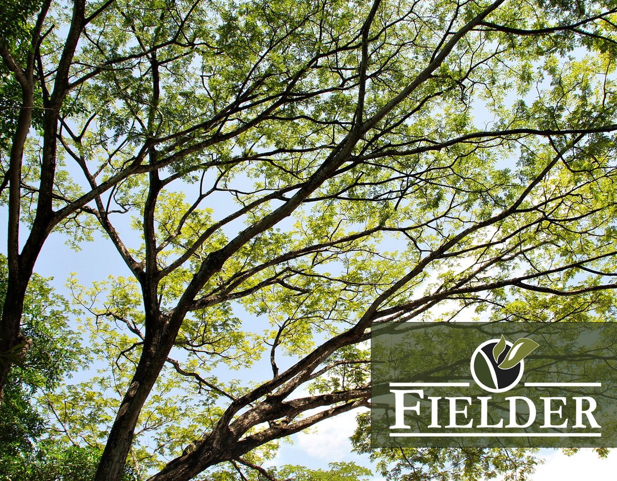 FielderTree's tweet image. Did you know that the best time to prune most trees is in the winter months? 🌲
Call us today at 850-224-LAND to schedule your estimate for proper pruning!
#ProperPruning #OneTeamOneFamily #TreeService #TallahasseeFL