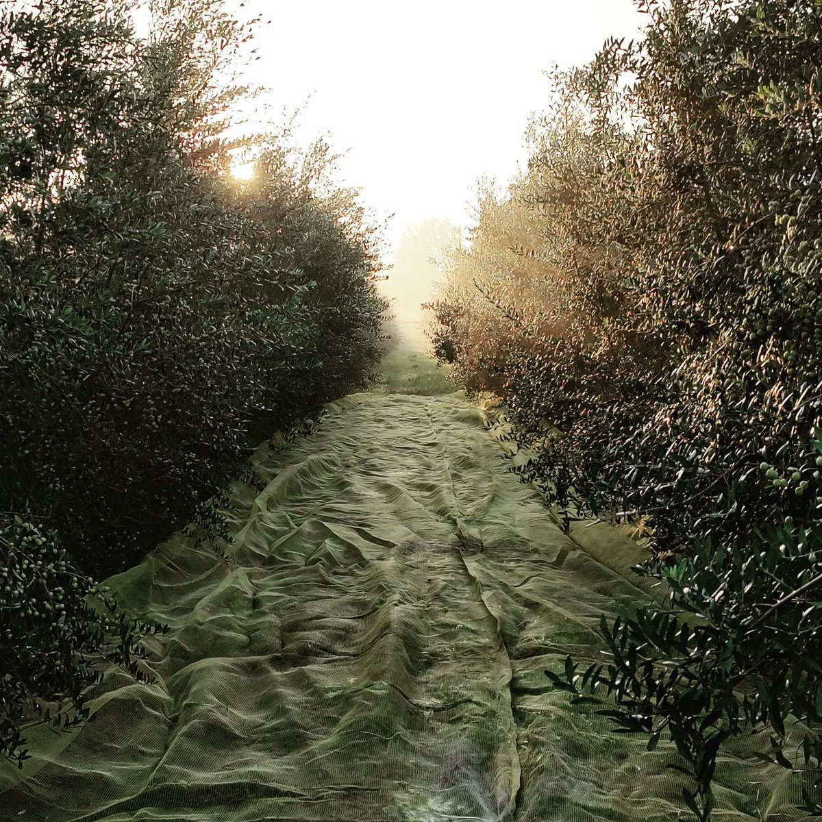 michelesempreb's tweet photo. Fondo Giglio.
Produzione di Olio extravergine d'oliva, nel cuore dell'ager falernum.
Campania, Italia.

#natura #extravirgenoil #italy #Autumn #NaturalBeauty https://t.co/XL1M6Ac8qw