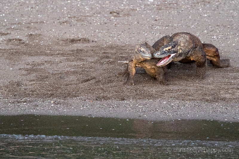 divehappy tweet media