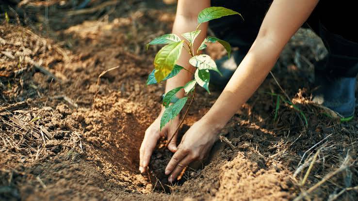The Sterling One Foundation and Green Sahara Farms have said they are partnering with Unity Schools Old Students Association (USOSA) to plant 10,000 trees in 24 unity schools across the nation. bit.ly/3TwOICP Via EnviroNews.