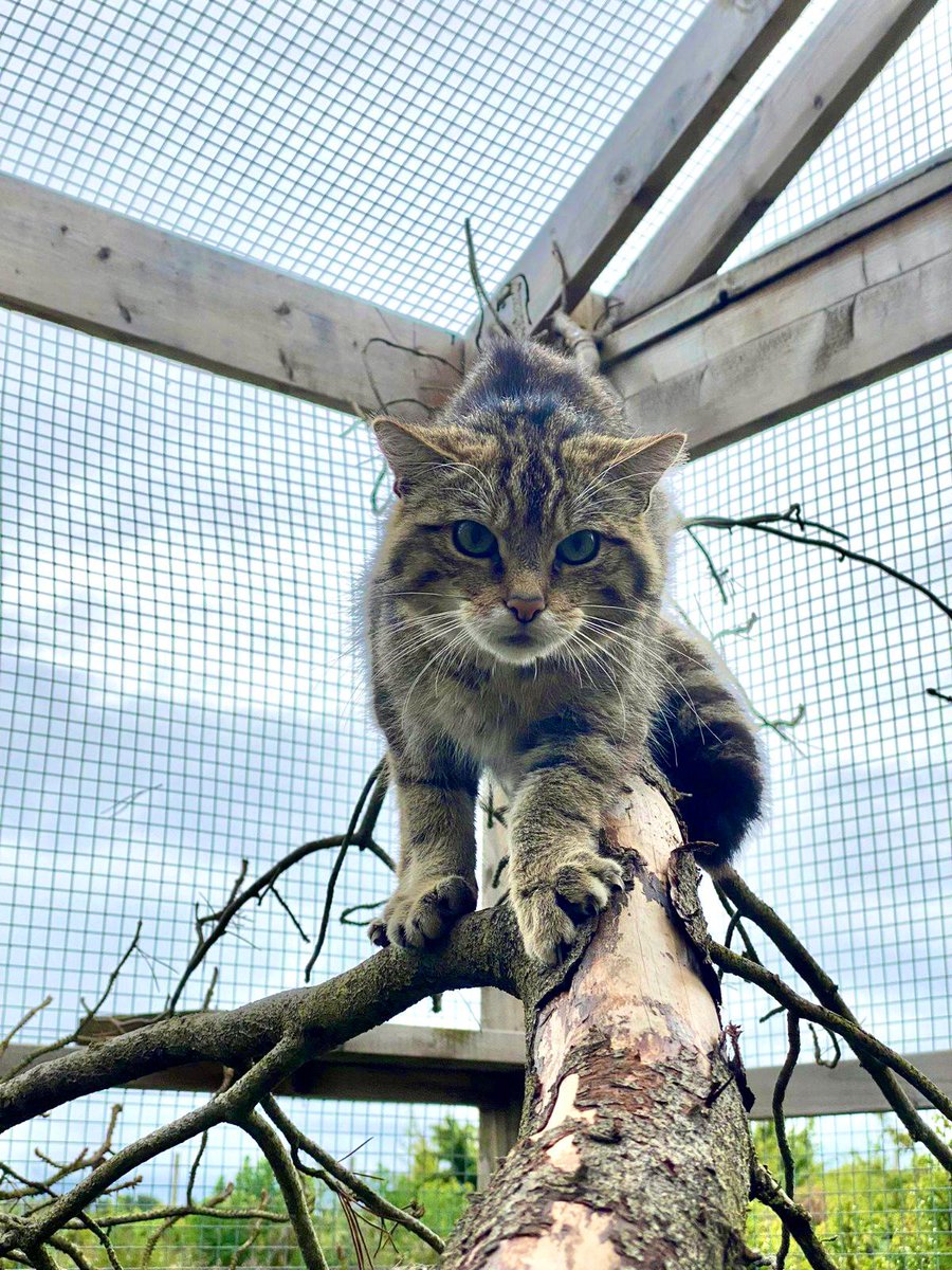 SaveOurWildcats's tweet photo. Wildcats in Scotland are clinging on by a claw. We can all play a role to ensure their recovery, and the local community is vital in this work 🧡

If you are part of a local community group that would like to hear from us please email wildcats@rzss.org.uk to organise a talk 🐾 https://t.co/3O5gTShxIK