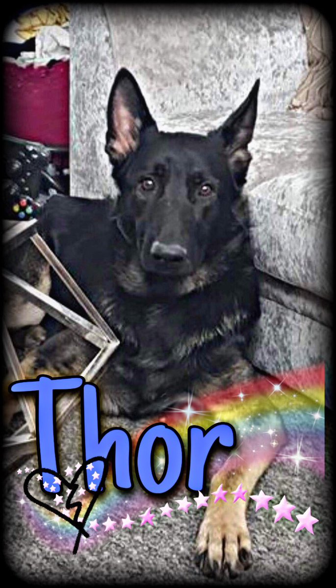 RecoveryDog's tweet photo. The team are devastated 😞
Thor was found last night on the beach, not too far from where he had run 😔
Sleep well big guy.
Heaven has another Angel today 💔

#JurysGap #Lydd #GSD #RainbowBridge 🌈 https://t.co/iqRJNicjJc