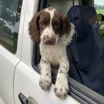Lexy the fencing dog tweet media