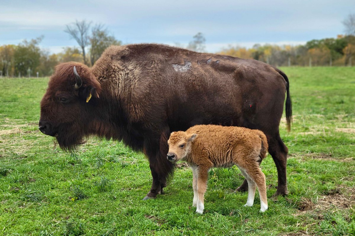 Look at this cutie! A new bison calf has joined the herd at the @LVZoo! 🤗 The calf was born on October 14 and was the second born this year; and the fourth overall birthed by its mother. Say hello next time you're around! #LVMadePossible