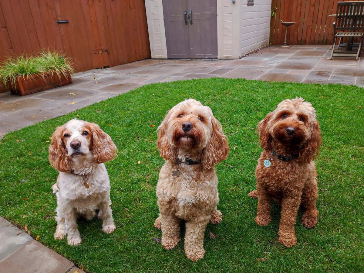 Happy birthday (yesterday) to our fur baby Mauro (far right&amp;centre). Still as handsome as ever. Last day at nursery with his buddies.