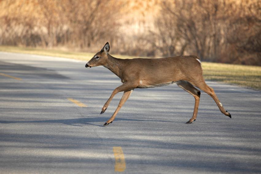 AAAClubAlliance's tweet photo. Oh deer, it's that time of the year! Nearly half of deer-vehicle collisions occur October through December. Be careful, especially during the early AM and PM hours! Don't swerve; you are more likely to lose control of your vehicle, &amp; if you spot one deer, there are usually more! https://t.co/ukOeZAbrQF