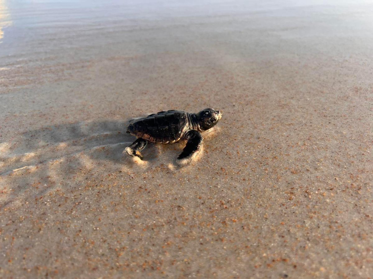 SEClineConstruc's tweet image. “The sun himself is weak when he first rises; and gathers strength and courage as the day gets on.”– Charles Dickens

#clineconstruction #beachvibes #turtle #mondaymotivation #lovewjereyoulive #seaturtle