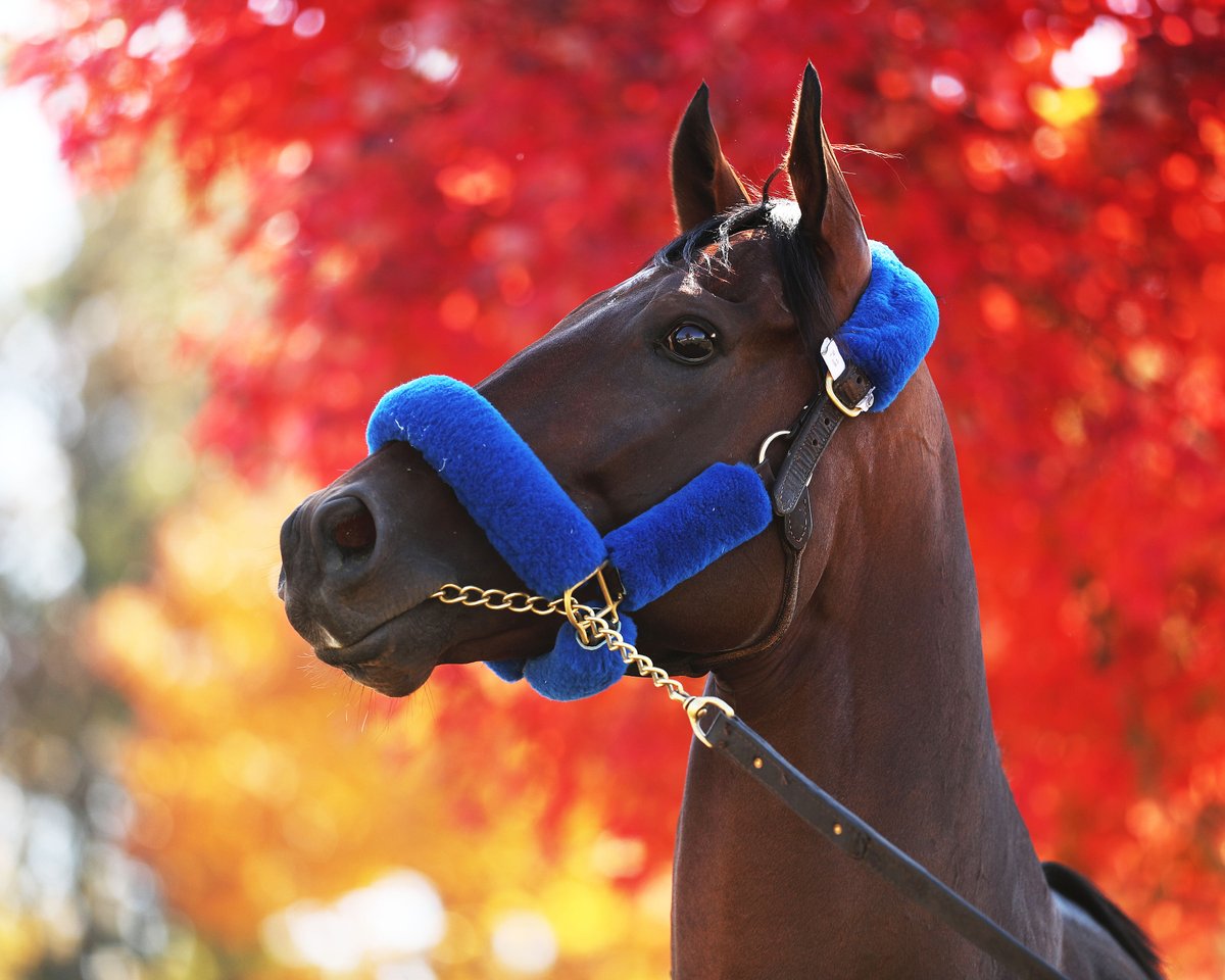 WHR's tweet image. .@keeneland looks good on you, FLIGHTLINE... 🍁

The planet's best horse has arrived for his @BreedersCup tilt 🙌

📸: @CoadyPhoto

#BC22