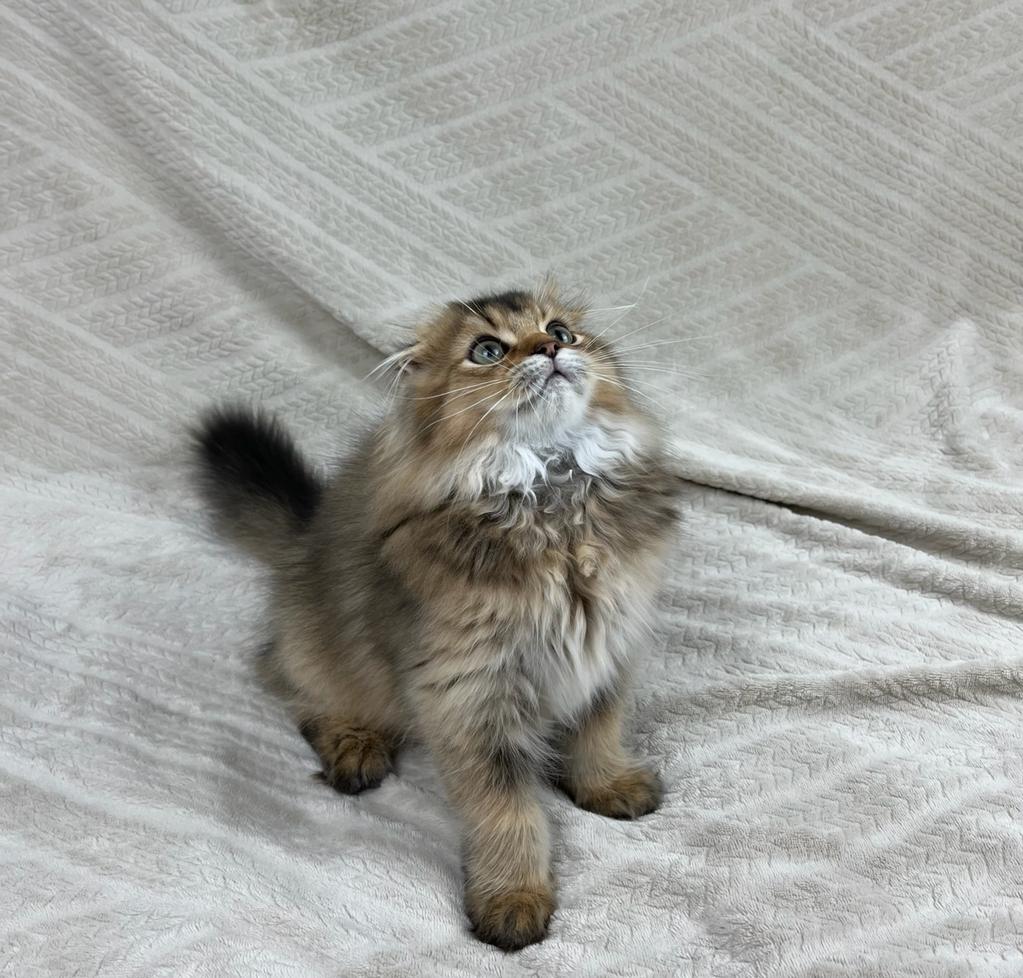 The little lion went to his new family 💕❤️