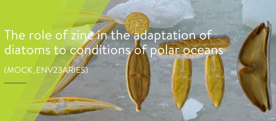 Th_Mock's tweet image. Fully funded #PhD studentship in my group!

The main aim of this project is to produce the first molecular genetics and biochemical data on the role of zinc in the physiological adaptation of cold-adapted #diatoms. @ueaenv @GLWheeler2 
Deadline: Jan/11/23

aries-dtp.ac.uk/studentships/m…