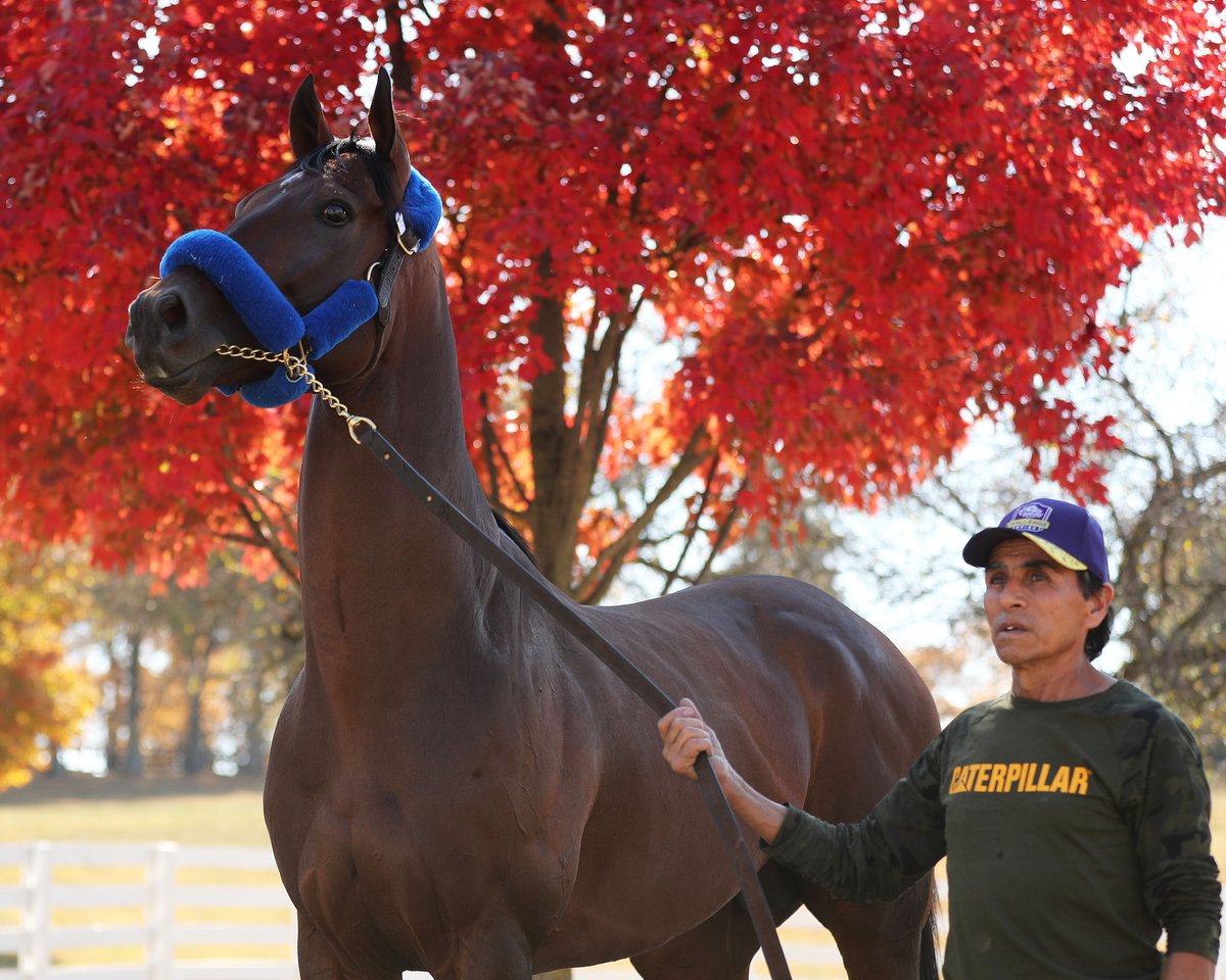 WHR's tweet image. .@keeneland looks good on you, FLIGHTLINE... 🍁

The planet's best horse has arrived for his @BreedersCup tilt 🙌

📸: @CoadyPhoto

#BC22