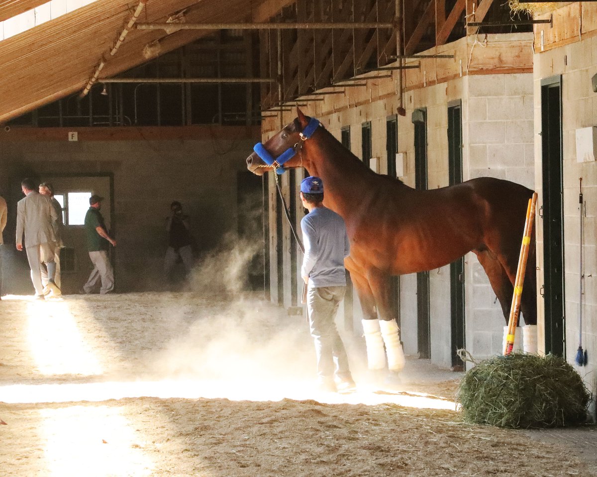 WHR's tweet image. .@keeneland looks good on you, FLIGHTLINE... 🍁

The planet's best horse has arrived for his @BreedersCup tilt 🙌

📸: @CoadyPhoto

#BC22