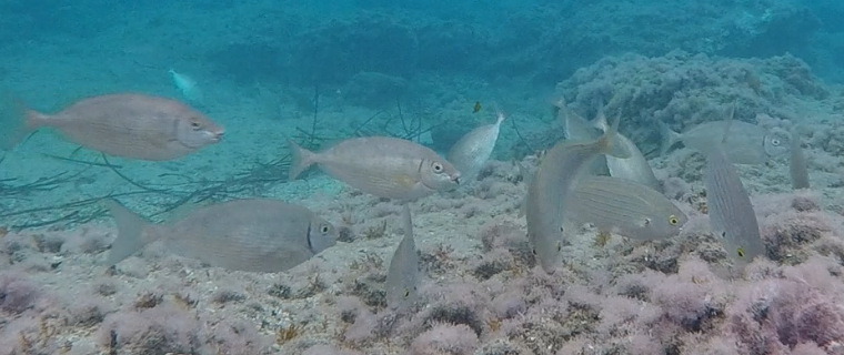 Camille Magneville tweet media