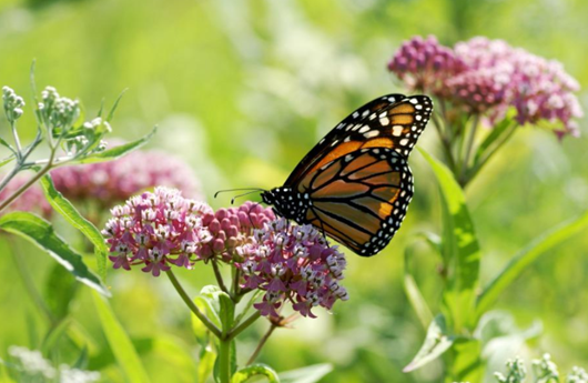 USDA_NRCS's tweet photo. A little milkweed goes a long way. https://t.co/iWKPPl9sHX #MonarchMonday https://t.co/xOwFoInmoL