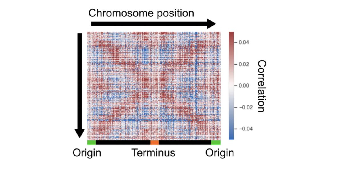 New paper! It’s absolutely wild what you see when studying bacteria using single-cell RNA-Seq! Unlike in eukaryotes, we found a genome-scale pattern of correlations among genes showing a strong dependency on global chromosomal locations. biorxiv.org/content/10.110… @AndrewPountain