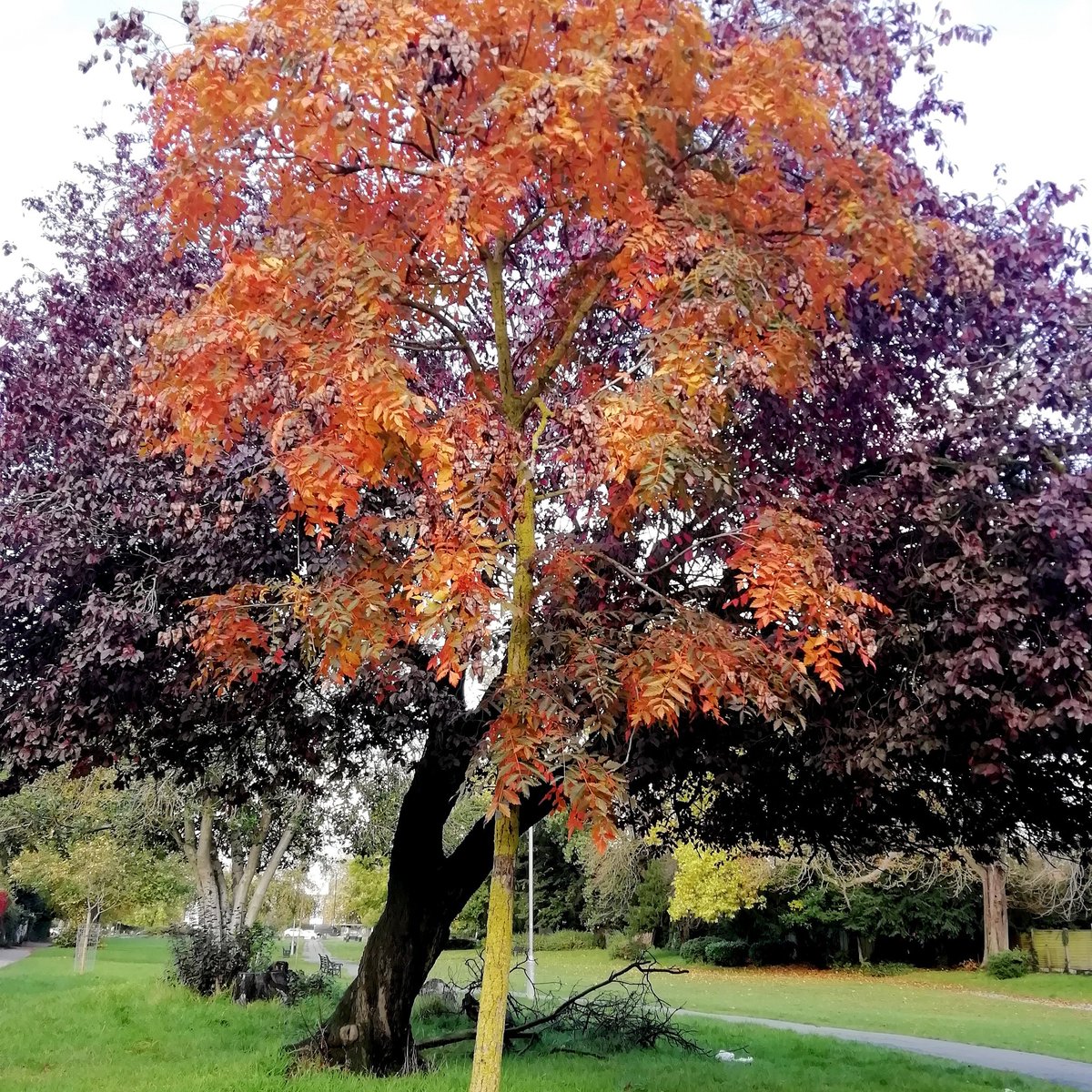 For autumn colours, the bright red of this Pride of India supported by the dark crimson of a Plum tree behind.
New River Path, Haringey, North London.

Koelreuteria paniculata
Prunus sp. 
#365DaysWild 🌳🍂