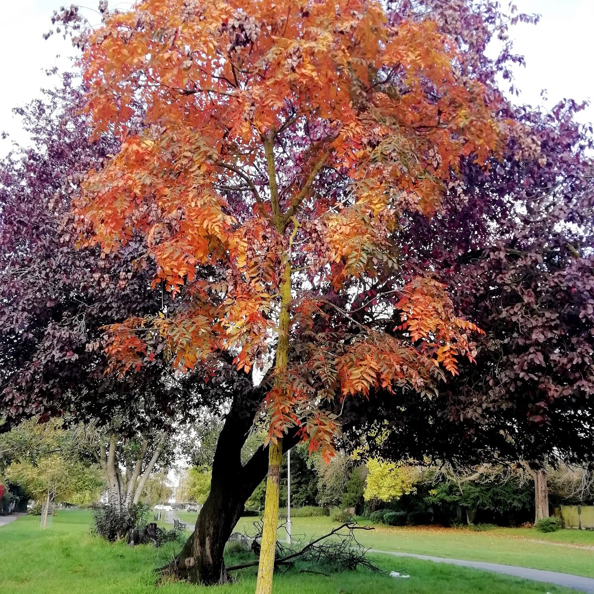 For autumn colours, the bright red of this Pride of India supported by the dark crimson of a Plum tree behind. New River Path, Haringey, North London. Koelreuteria paniculata Prunus sp. #365DaysWild 🌳🍂