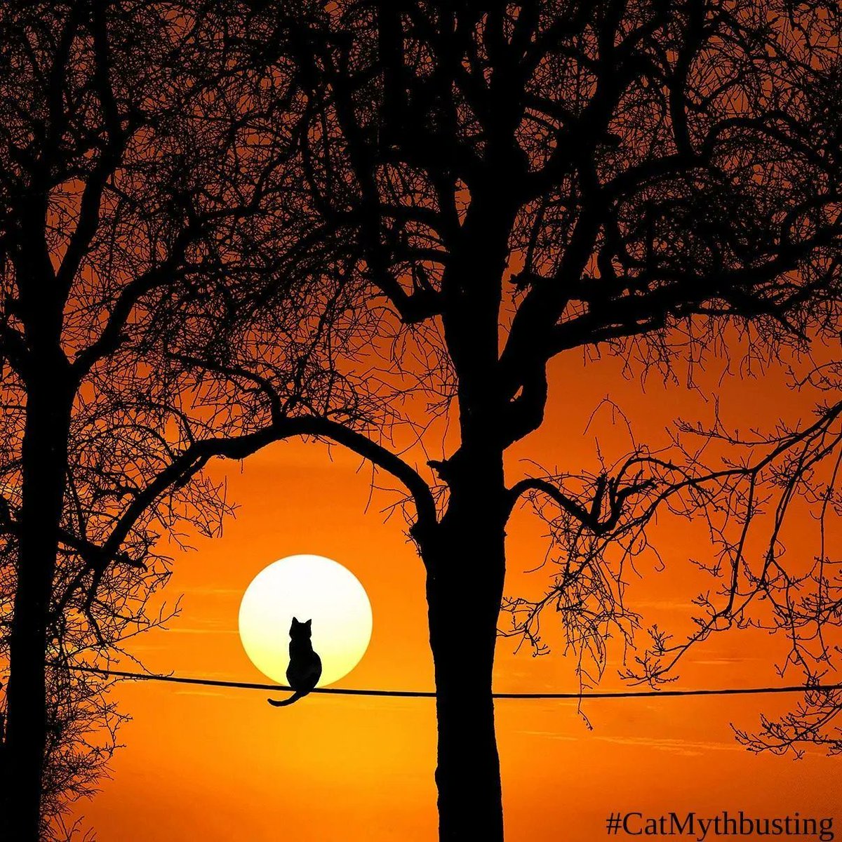 WayofCats's tweet image. Dear Pammy, My cat's in a tree! Tips to get them down. - the Way of Cats buff.ly/2Iz9roM

It's a myth that cats cannot get down. They may be panicked. Calm them down, and get them down.
#CatMythbusting #CatCare #CatLovers #CatsOfTwitter