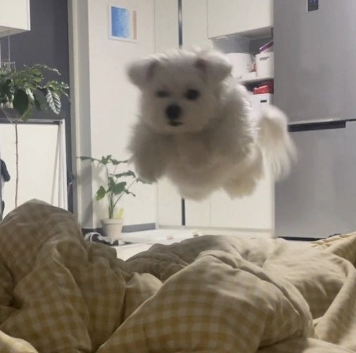 lovx11_very's tweet photo. 강아지 봐주고있는데 얘 진짜 날아다녀 진짜 https://t.co/NxvWgoh0zC