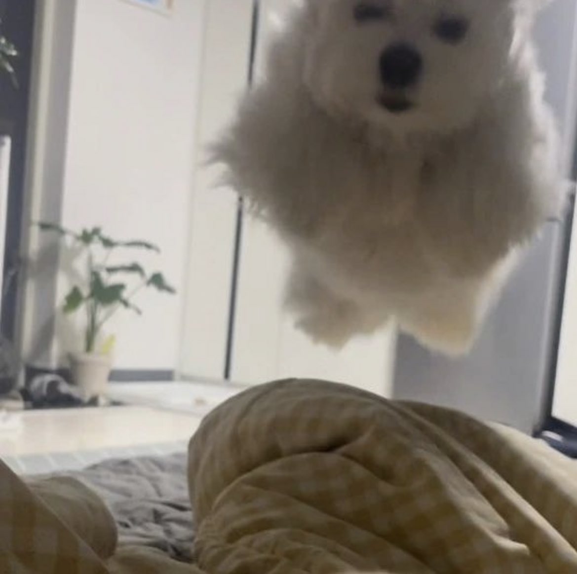 lovx11_very's tweet photo. 강아지 봐주고있는데 얘 진짜 날아다녀 진짜 https://t.co/NxvWgoh0zC