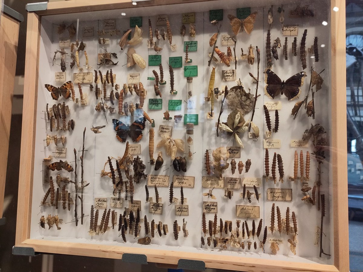 Hands-on 🐝🦋🪲 #Digitalisierung im @mfnberlin: erst #Metadaten, dann raus aus dem Kasten, ab aufs Laufband, Fotos rundum, rein in den Kasten. Wichtig bei den teils sehr alten Tieren: Fingerspitzengefühl!