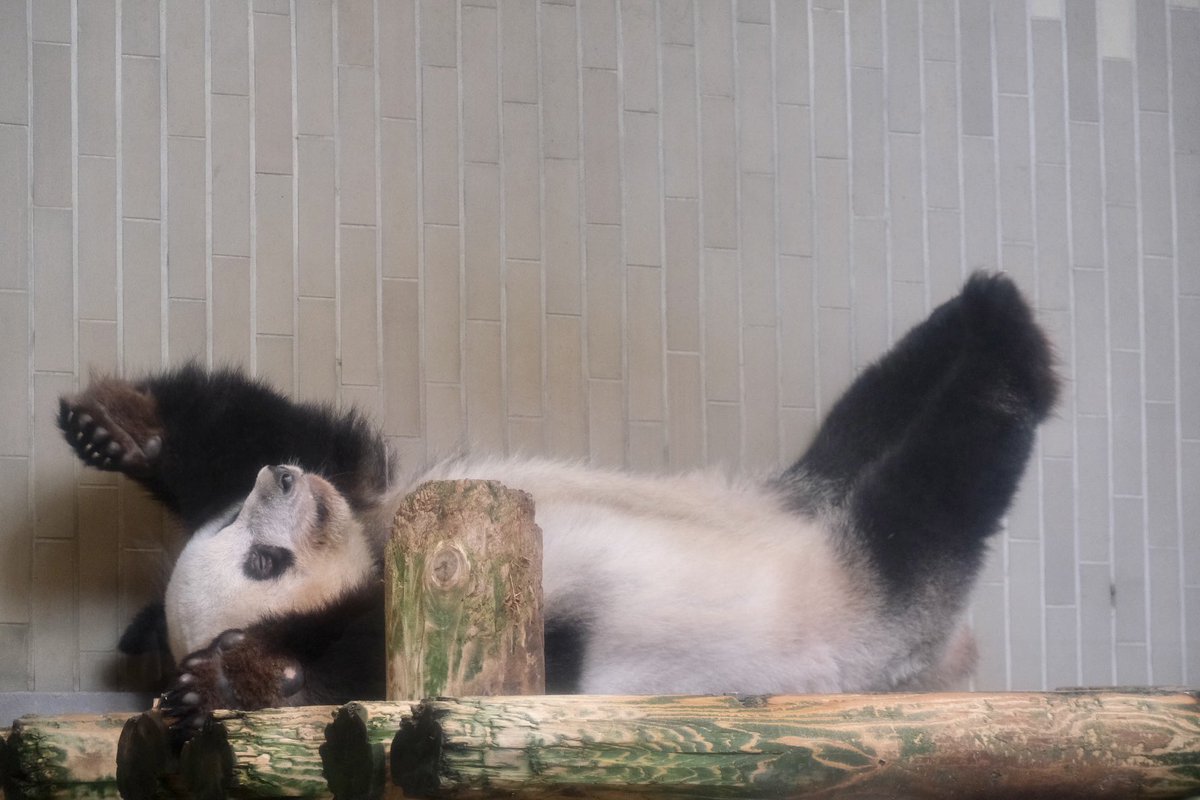greengreen802's tweet photo. ひゃー❣️
シャンちゃん🐼かわいすぎる問題〜😍

#シャンシャン 
#上野動物園 
#uenozoo 
#パンダ来園50周年 https://t.co/FBovnj43yl