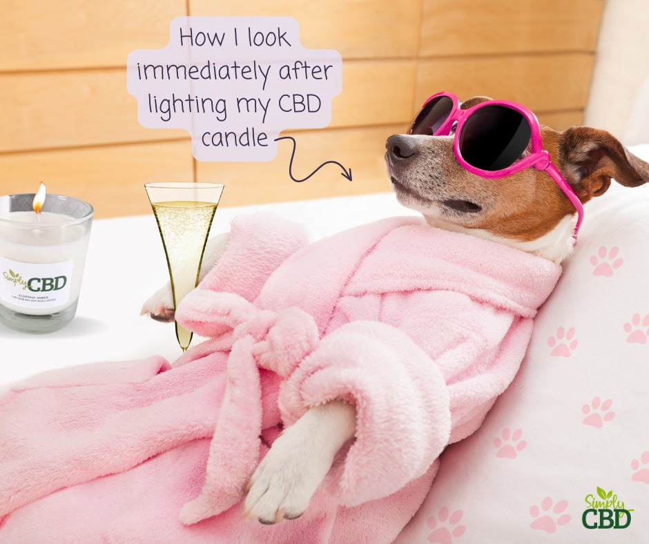 Simply__CBD's tweet photo. Have you ordered your CBD candle yet?🕯️
🔗https://t.co/9yzuMXoPzp
#cbd #cbdcandle #cbdcandles #cbdproducts #relaxing #theraputic #calming #candles #vegancandles #lavender #amber #natural #nature #organic #zen #relaxation #relax #hempandhealth #cbdmemes #memes #funnymemes #funny https://t.co/PupF7M6yZF