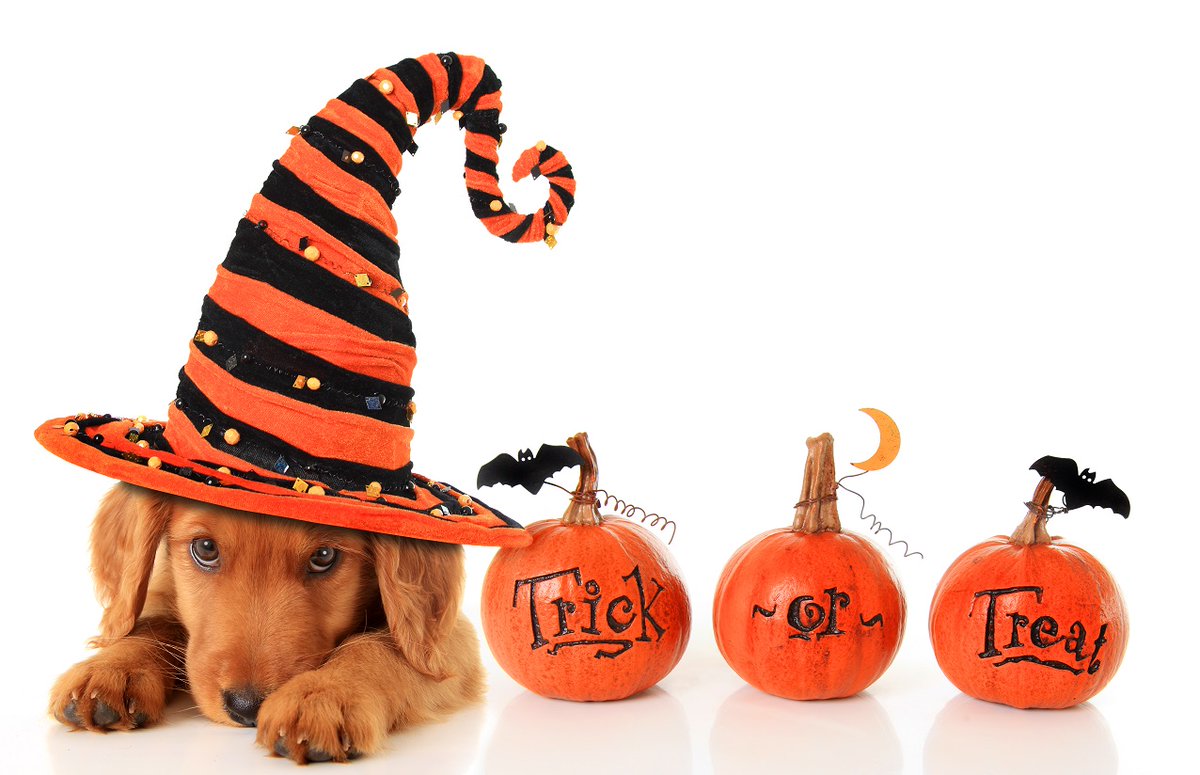 MILinGermany's tweet photo. Ever wondered what the story behind Halloween is?

https://t.co/YFmBw6pcyr https://t.co/U5slyFQ8Sr