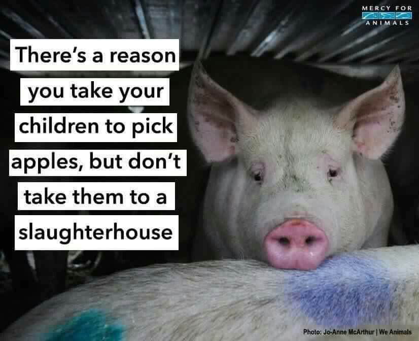 Alex Ⓥ #pigoneer 𓃟 🌱 tweet media