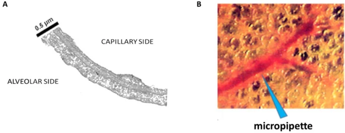 Lung fluid balance during and following exercise. A century of exercise physiology review by G Miserocchi & E Beretta @unimib #openaccess #100YearsofExercisePhysiology #edema #capillary #alveolar #diffusion rdcu.be/cYaf5