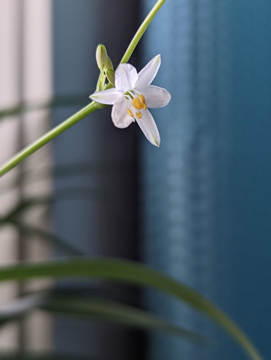 Deborah Coombs tweet media