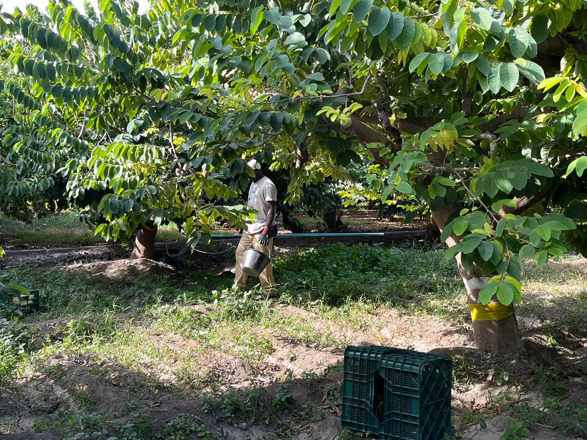 CuadernoAgrario's tweet photo. 📹Hemos grabado esta mañana la recogida de la #chirimoya en #Almuñécar con Juan Pablo Camacho de @COAGGRANADA y Víctor Manuel Rodríguez, director de la cooperativa @frutasloscursos #Granada 🌳 https://t.co/nppPuB5NJO