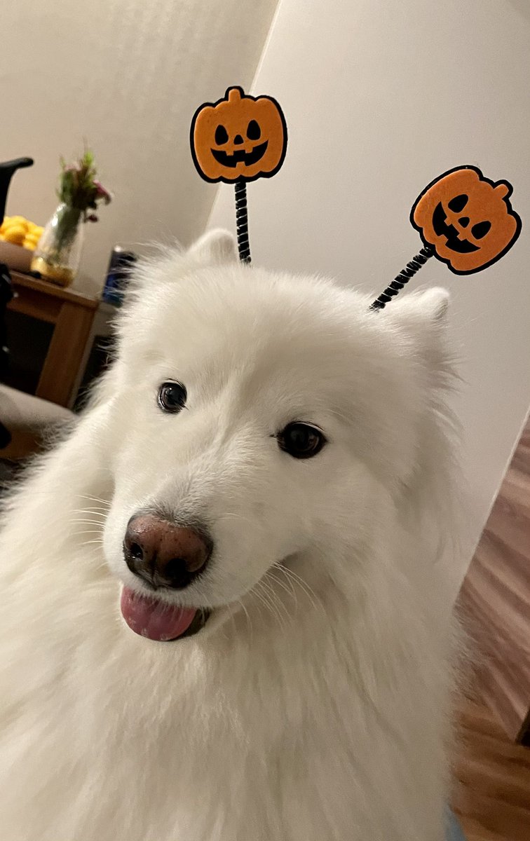 Grace Kwon tweet media