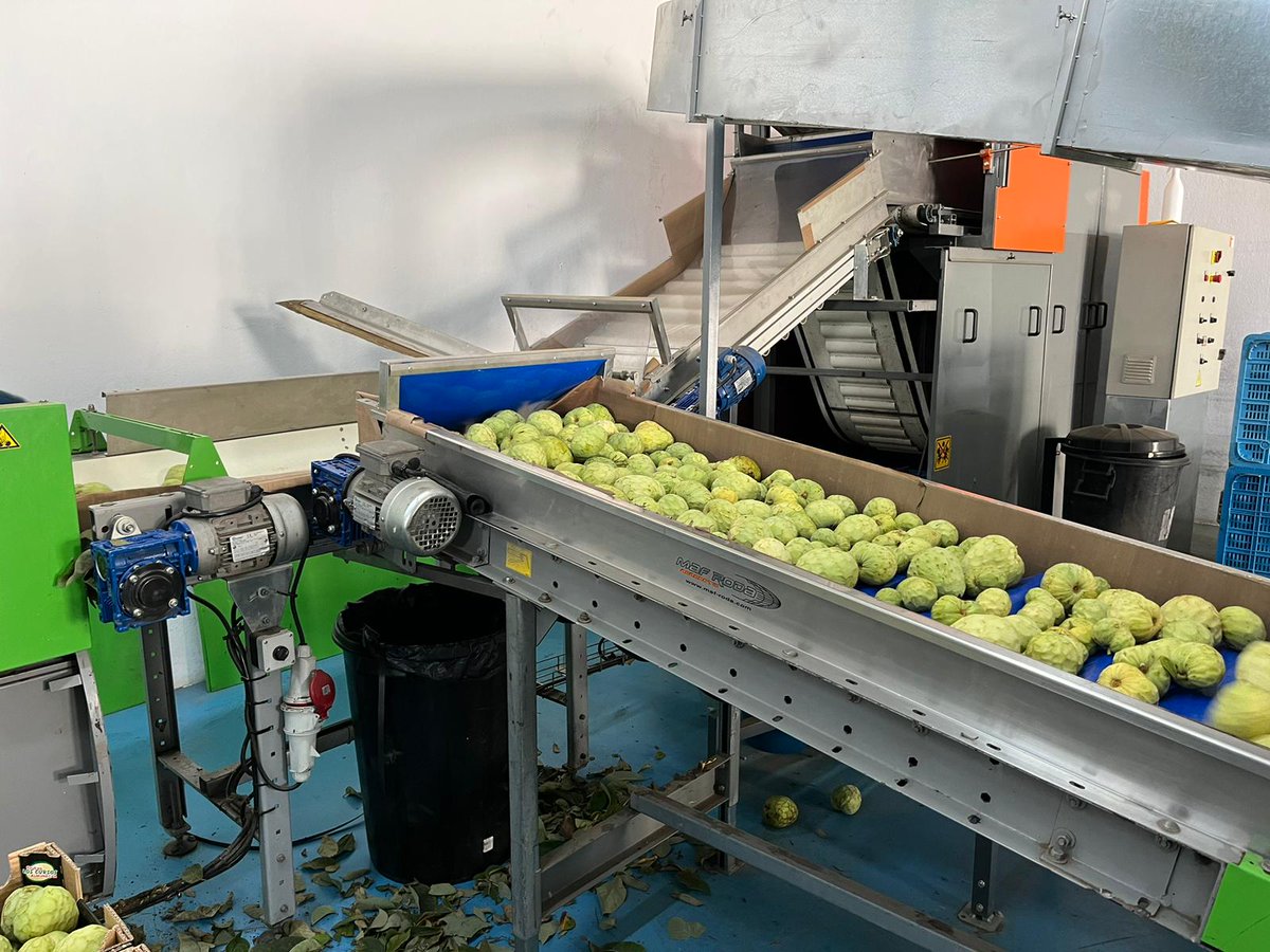 CuadernoAgrario's tweet photo. 📹Hemos grabado esta mañana la recogida de la #chirimoya en #Almuñécar con Juan Pablo Camacho de @COAGGRANADA y Víctor Manuel Rodríguez, director de la cooperativa @frutasloscursos #Granada 🌳 https://t.co/nppPuB5NJO