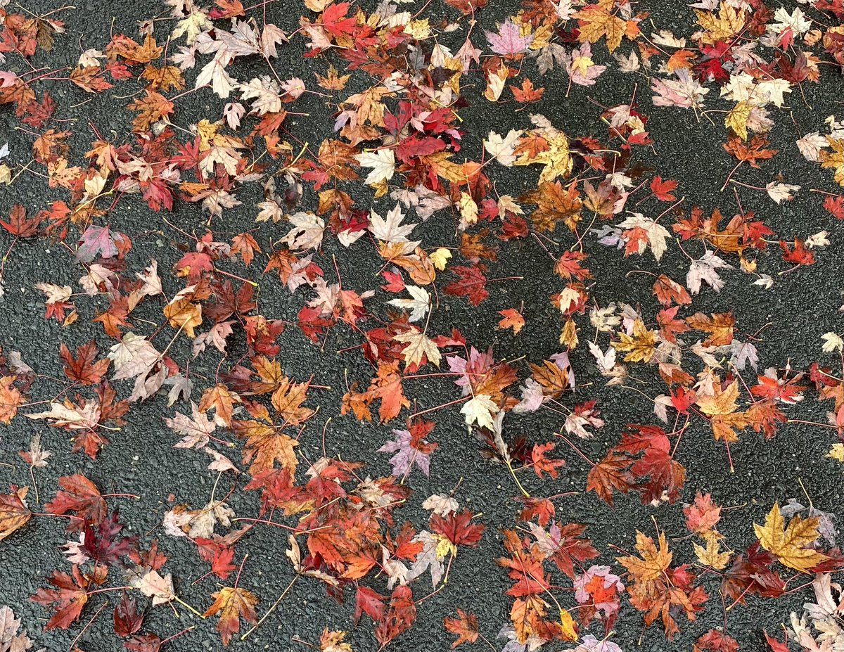 Lots of leaves on the pavement this morning #Halifax #ShareYourWeather @MurphTWN